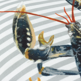 Salcombe Lobster Piped £18 (10% off RRP)